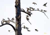 Swallows Roost